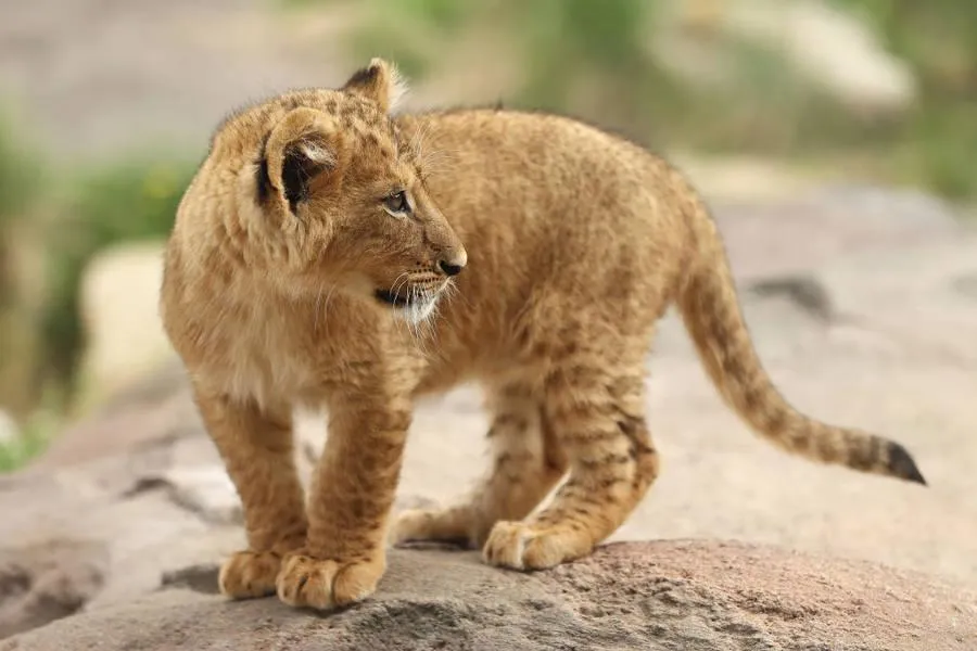 Baby lion cub exploring the savannah with curiosity