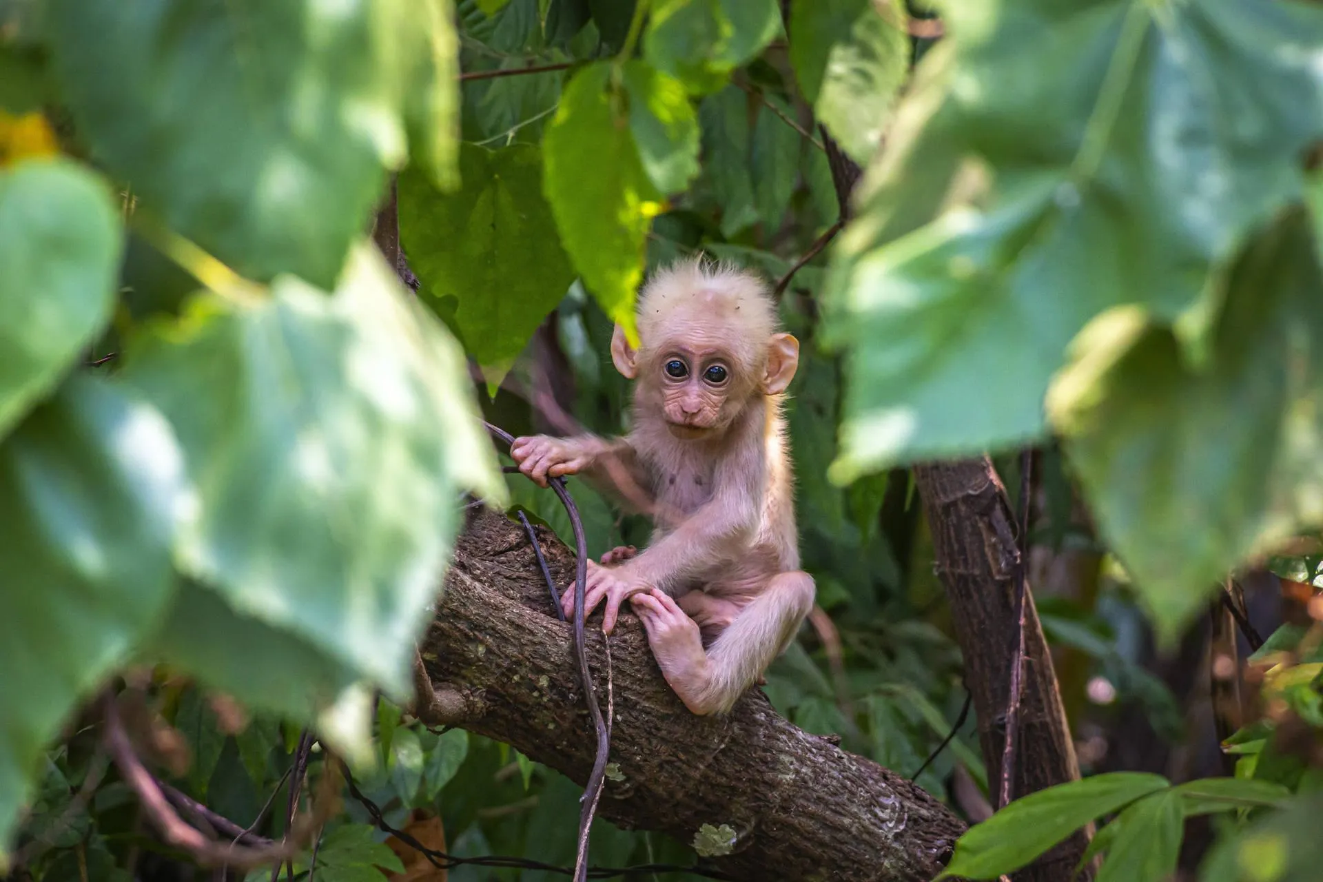Baby monkey holding onto its mother in the jungle Wallpaper