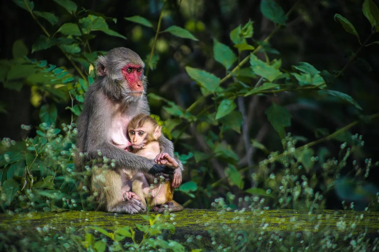 Baby monkey playing in grassy forest free Wallpaper