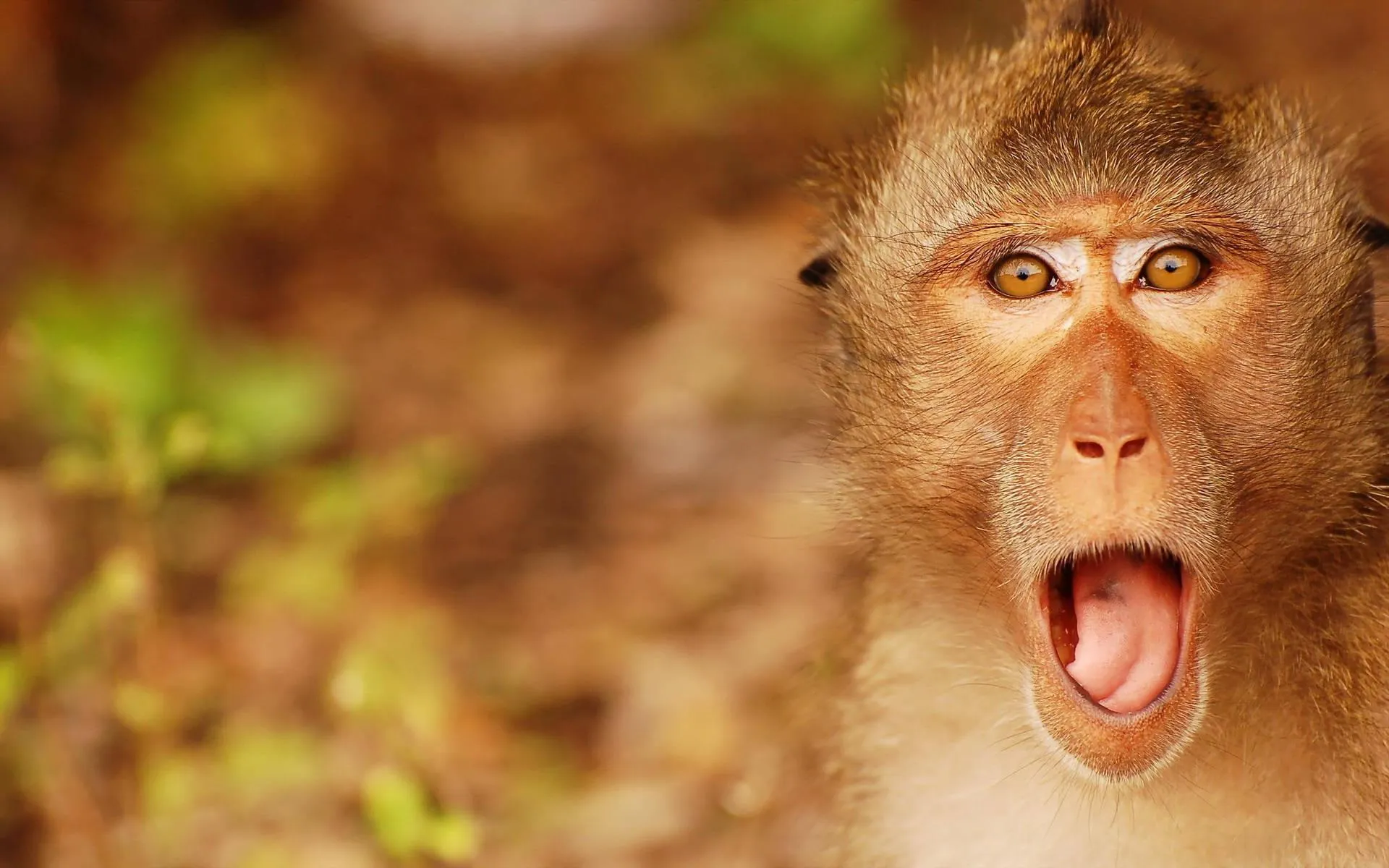 Baby monkey screaming in a playful expression Wallpaper