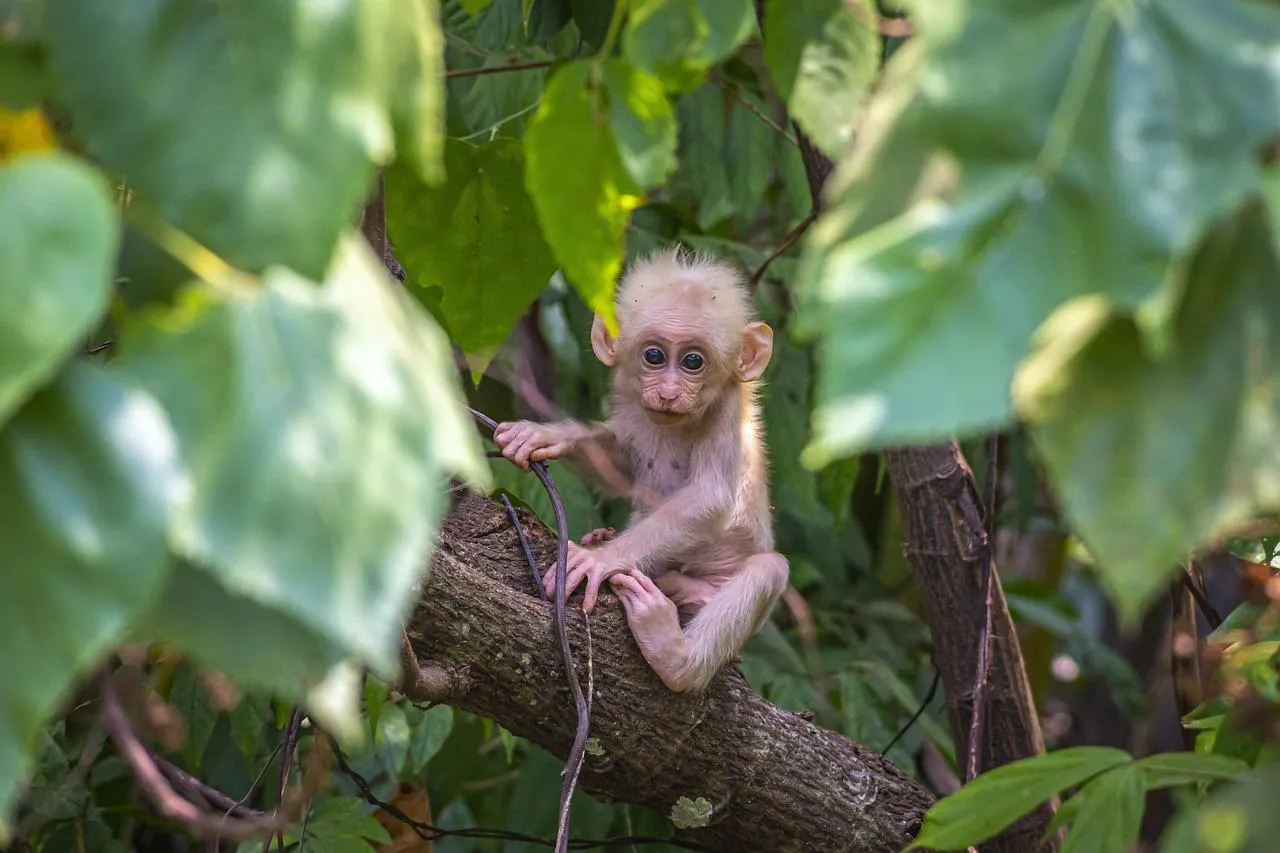 Baby Monkey Sitting Calmly in a Lush Green Forest Wallpaper