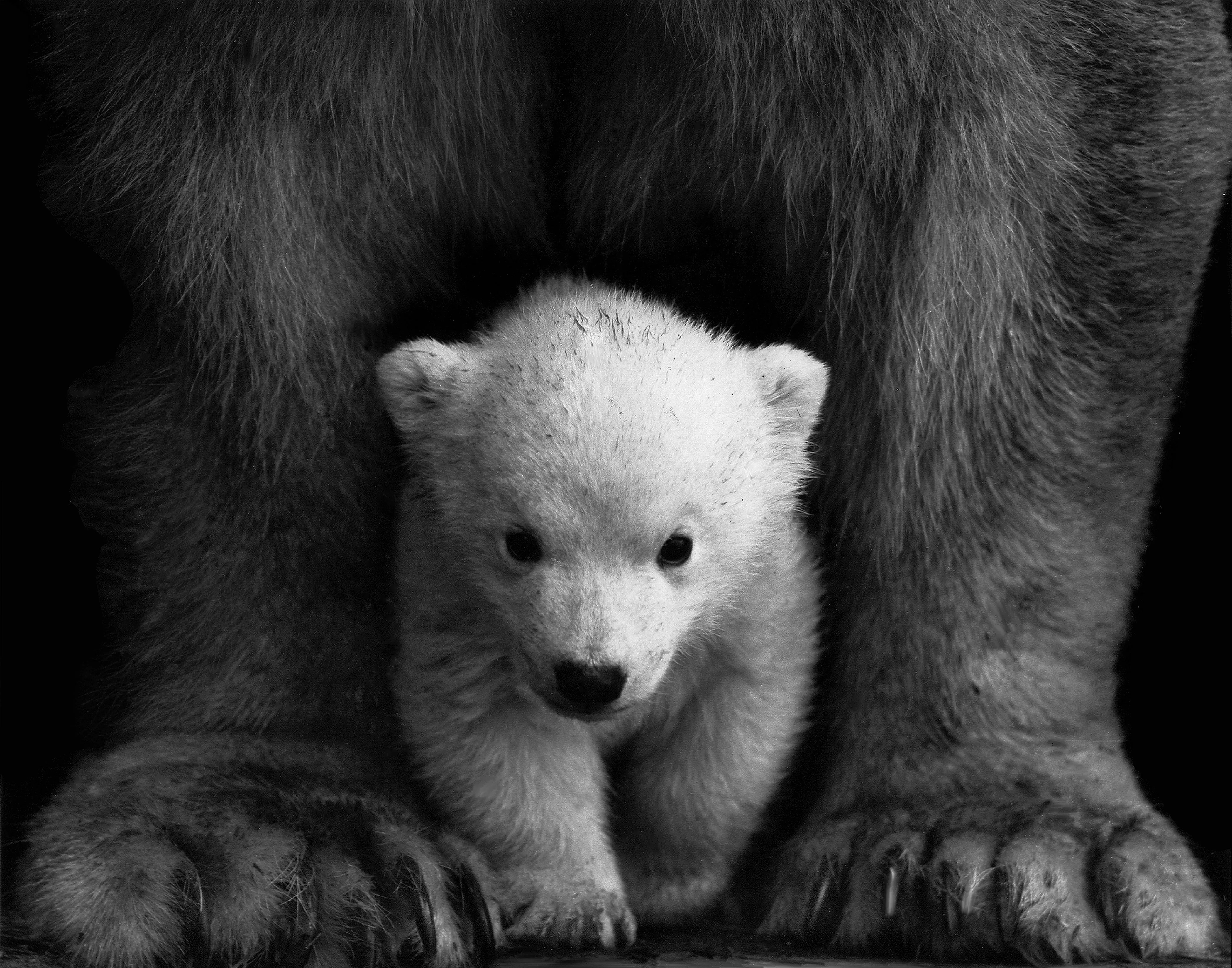 Baby polar bear peeking from behind tree Wallpaper