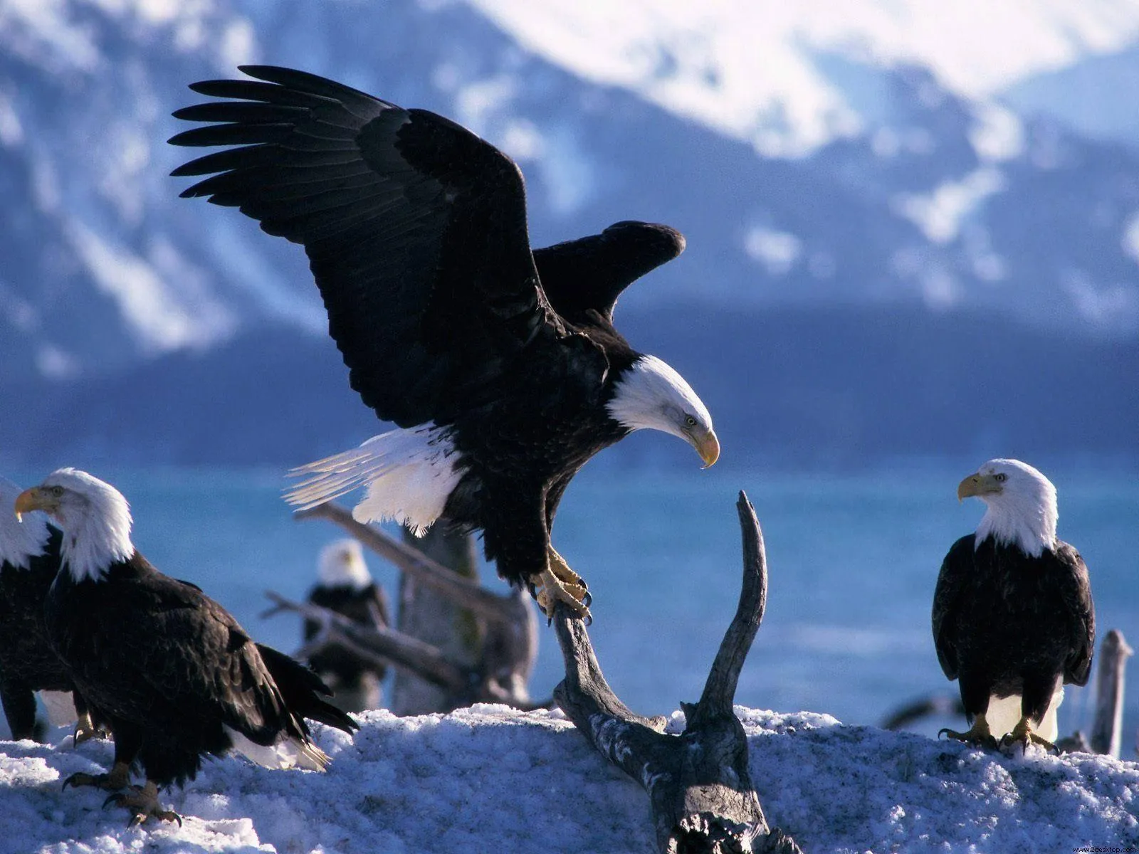 Bald eagle and crow on a branch staring each other