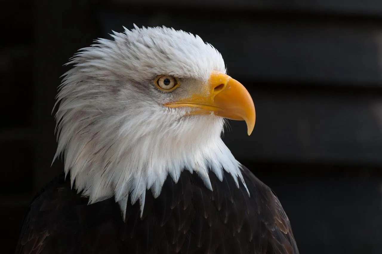 Bald Eagle Landscape with Striking White and Yellow Beak