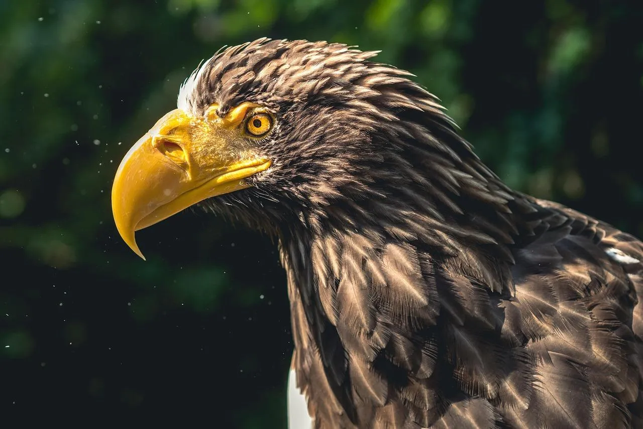 Bald Eagle Looking Fierce with Yellow Beak and Eyes