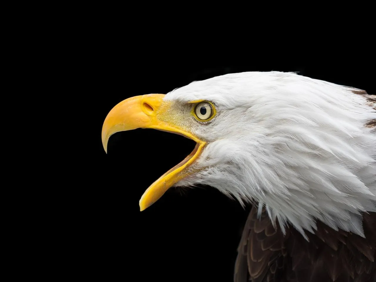 Bald Eagle Screaming With Beak Open Up Close Wallpaper
