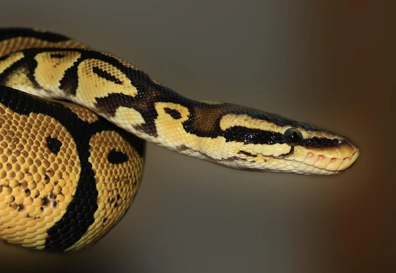 Ball python snake coiled on a dark surface Wallpaper