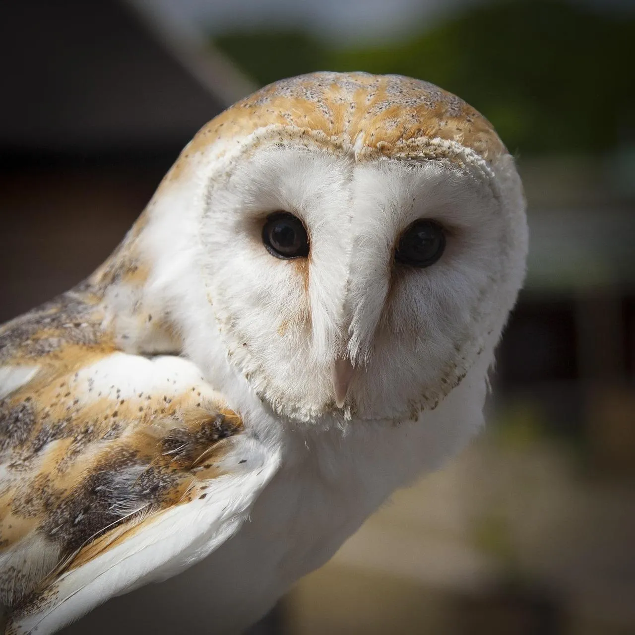 Barn Owl Close Up Showing Face and White Feathers Wallpaper