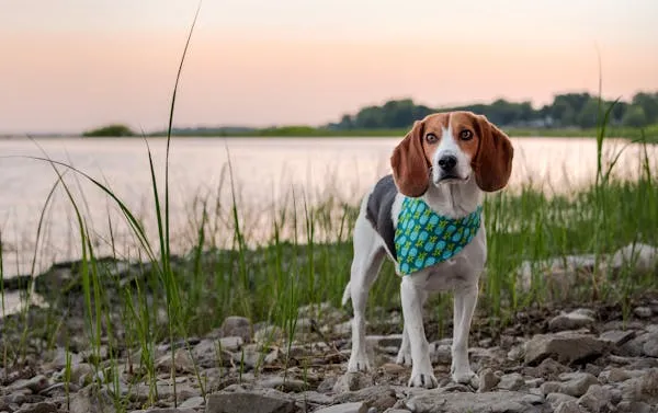 Beagle Dog Standing on a Rocky Shore Near Water Wallpaper