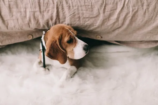 Beagle Puppy Hiding Under a Blanket with Head Looking Out