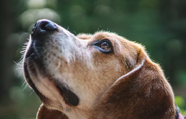 Beagle Puppy Looking Up with Interest in a Green Backyard