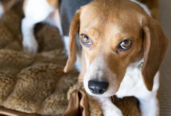 Beagle Puppy Lying on a Brown Textured Blanket Wallpaper