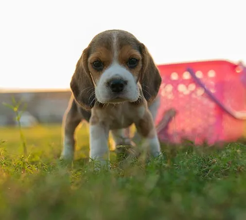 Beagle Puppy Standing on Grass with a Pink Basket Background