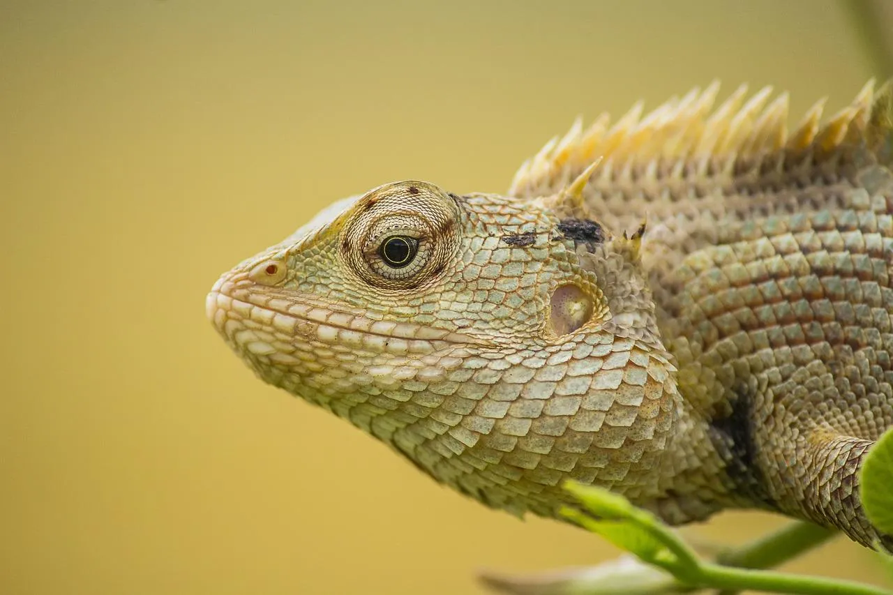 Bearded dragon sunbathes on warm desert rock face Wallpaper