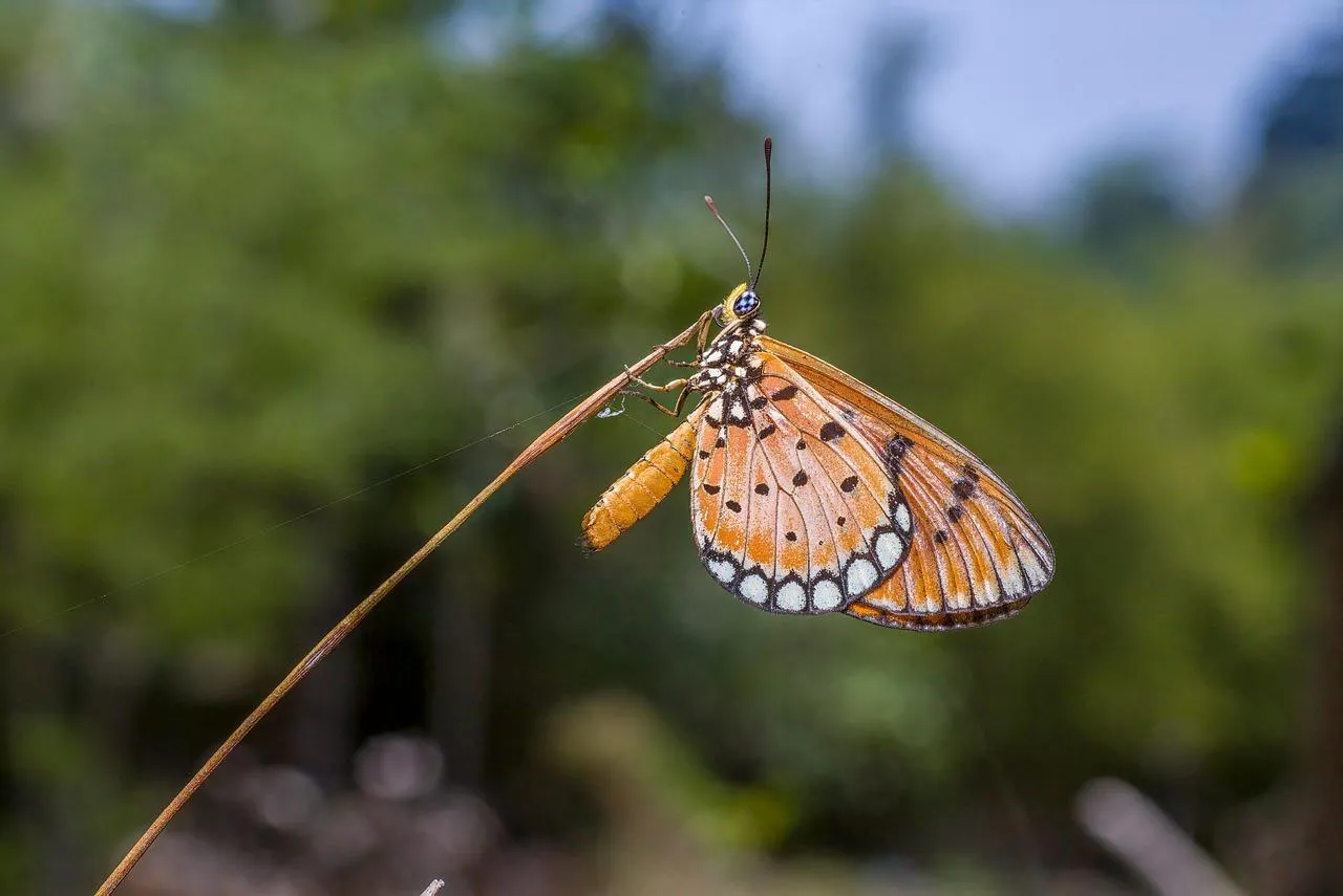 Beautiful Butterfly Perched on Plant Stem in Nature