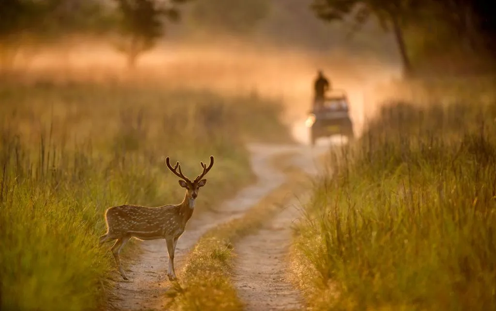 Beautiful Deer Standing Gracefully in Golden Sunrise