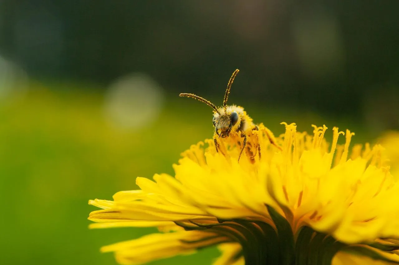 Bee Collecting Nectar from Yellow Dandelion Flower