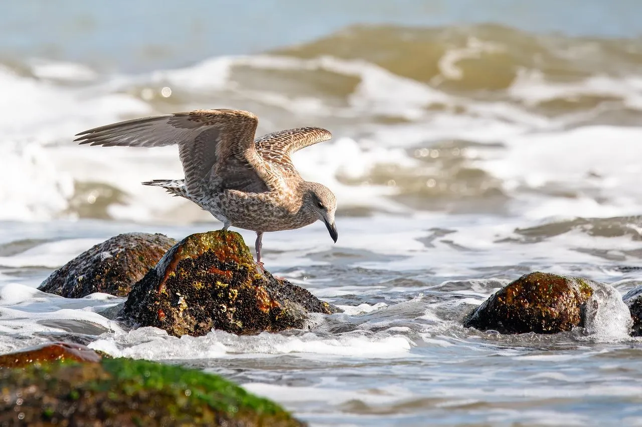 Bees Collecting Nectar from Flowers Near Rocky Shoreline