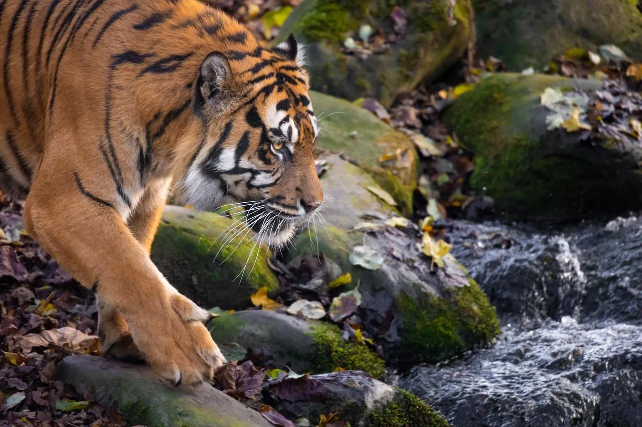 Bengal Tiger Resting Peacefully in Forest Habitat Wallpaper