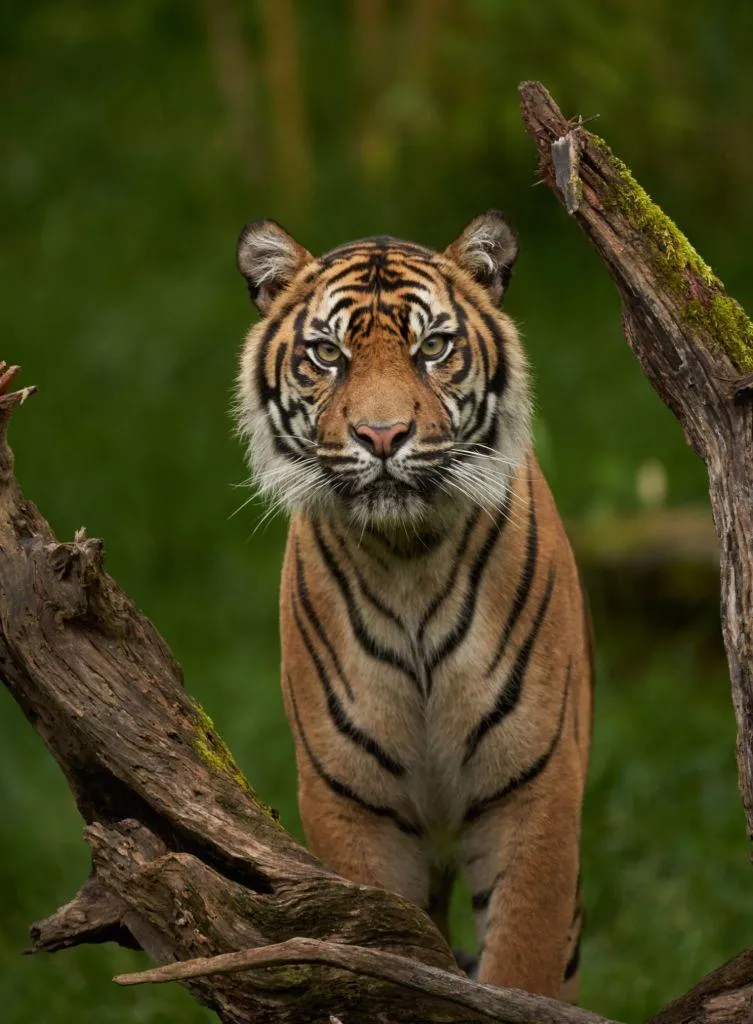 Bengal Tiger Standing Alert in Open Grassland Wallpaper