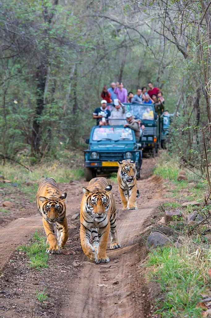Bengal Tigers Walk Fearlessly Ahead of Safari Vehicles