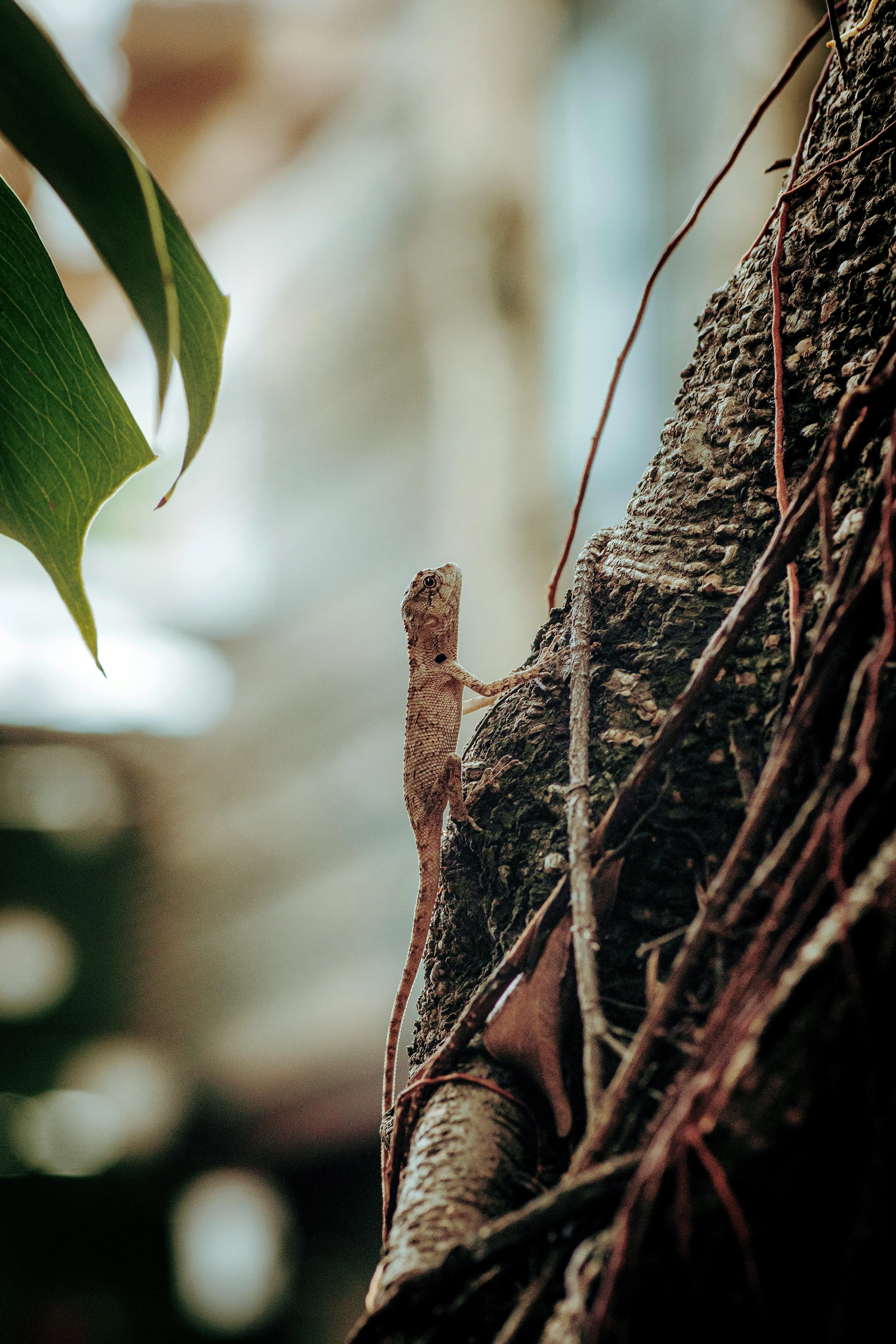 Bird Nesting Inside Tree Cavity download Wallpaper
