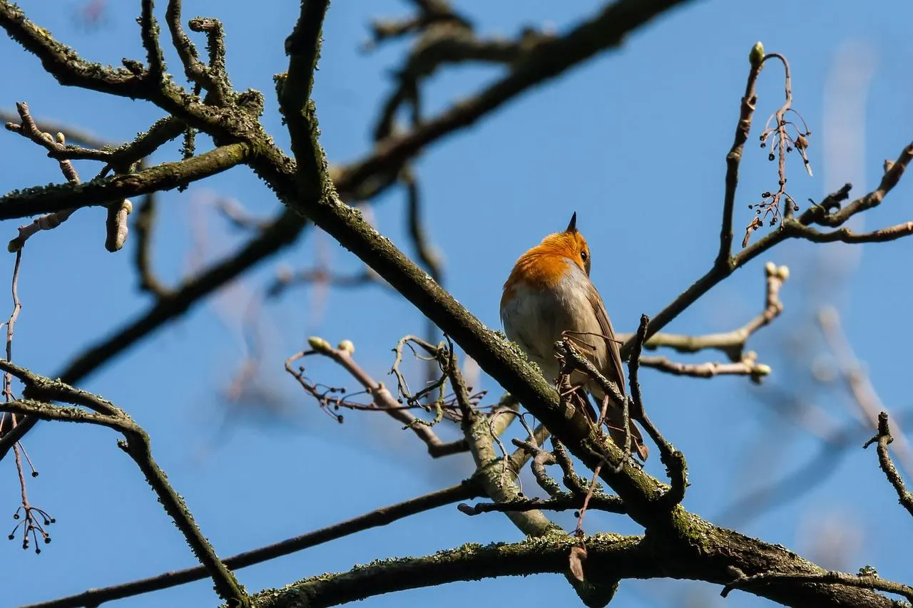 Bird Perched on Bare Branch in Clear Blue Sky Wallpaper