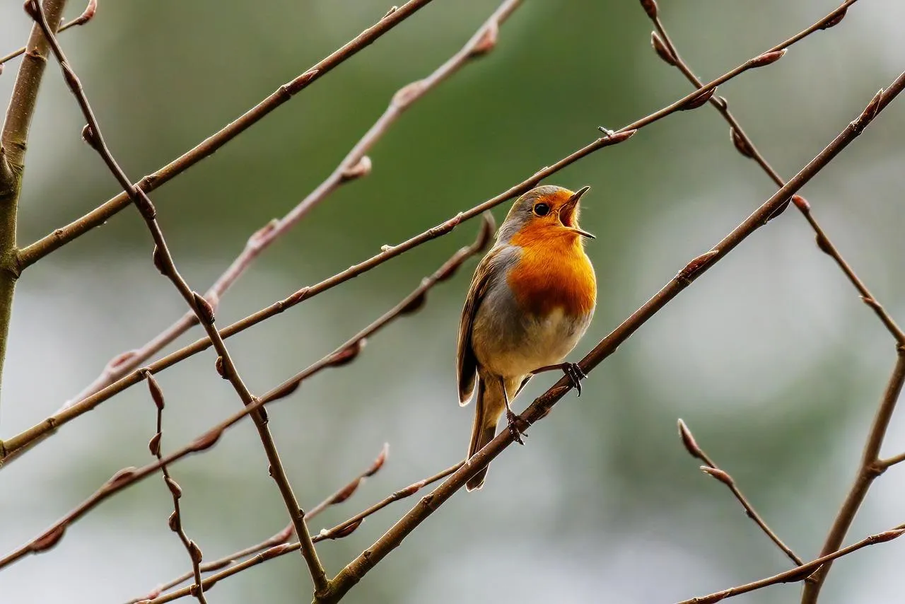 Bird Sitting Behind Fence on Rainy Day free Wallpaper