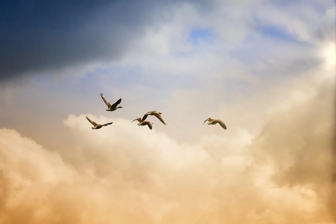 Birds flying across a golden dusty desert sky Wallpaper