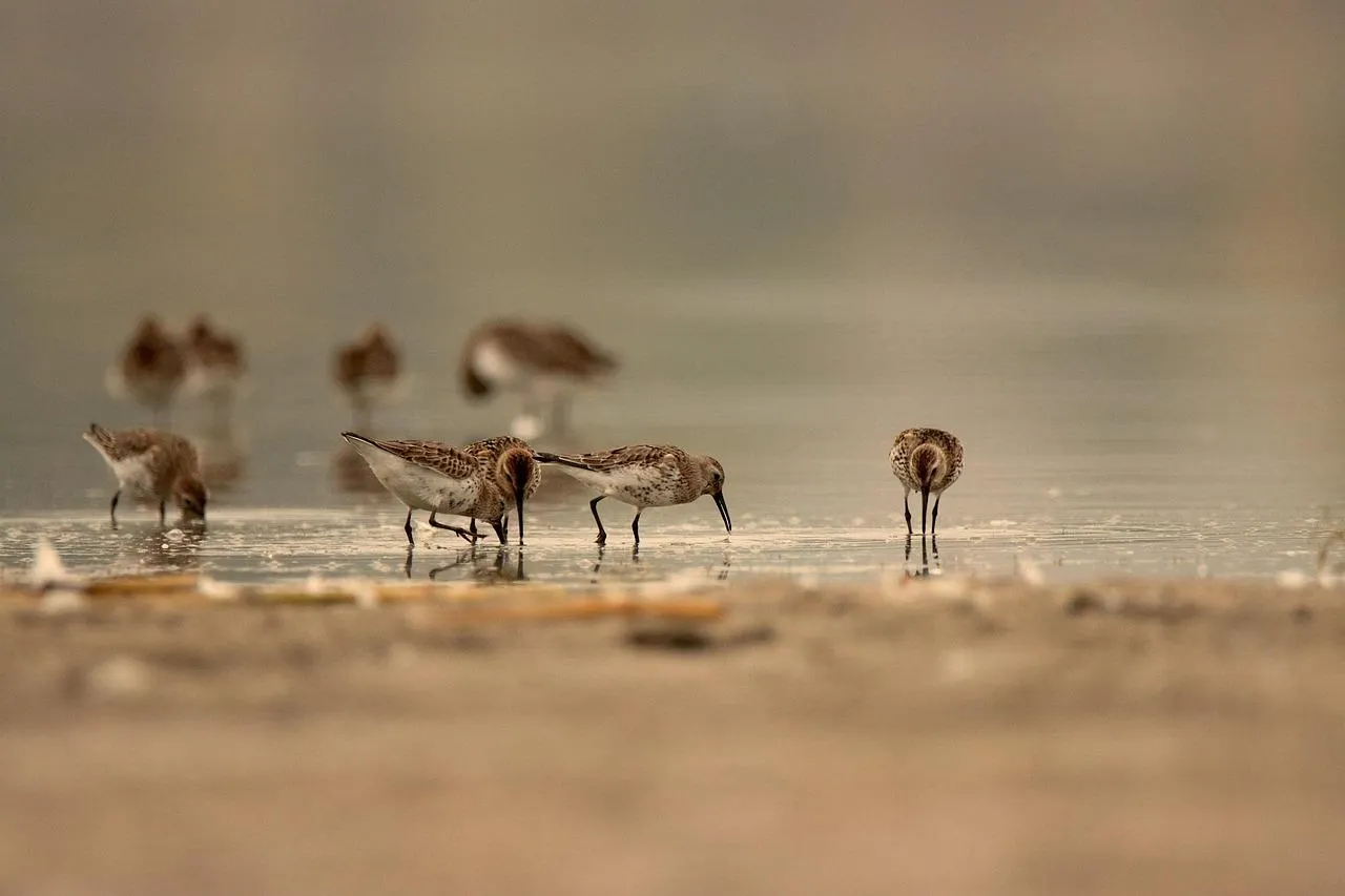 Birds in large flock stroll through muddy wetlands