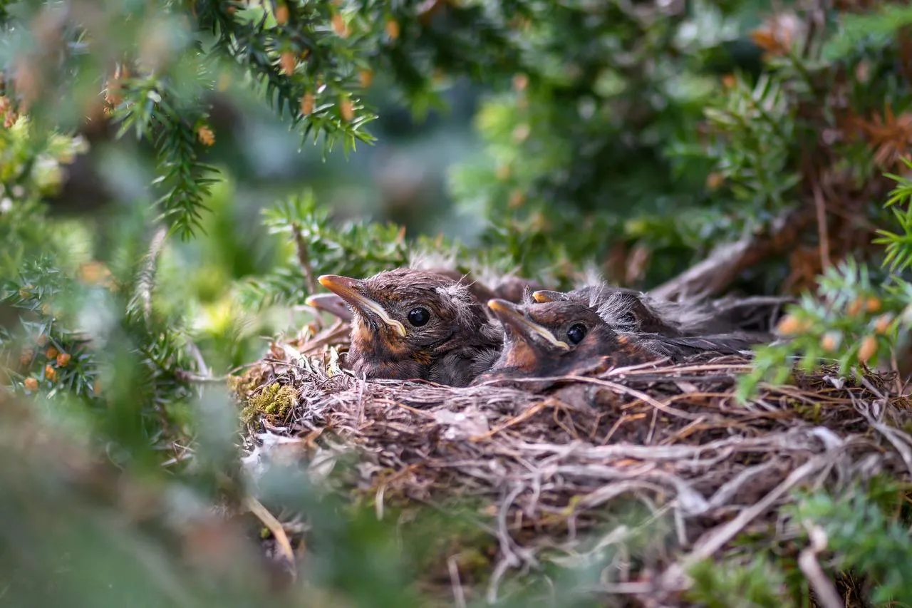 Birds Nest with Eggs Hidden in Lush Green Foliage Wallpaper