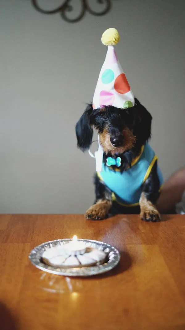 Birthday Puppy Wearing a Party Hat Near a Small Cake Slice