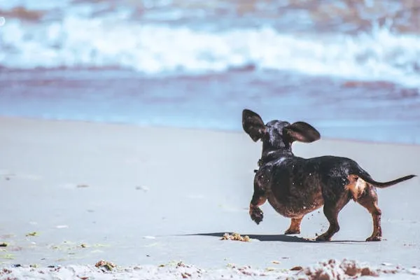 Black and Brown Puppy Running on Sandy Beach Wallpaper