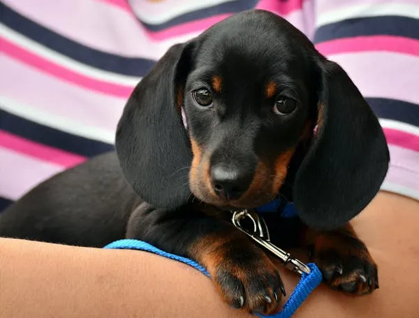 Black and Tan Dachshund Puppy Lying on a Person Arm Image