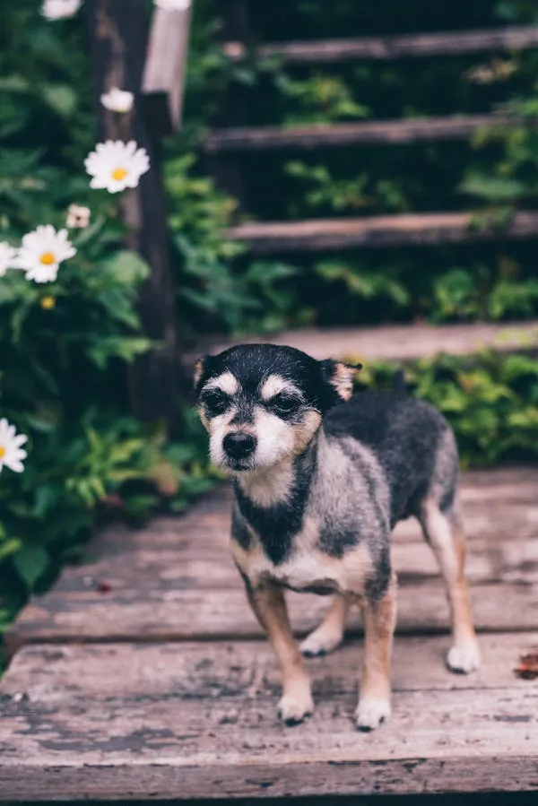 Black and Tan Dog Standing on Wooden Pathway Near Flowers