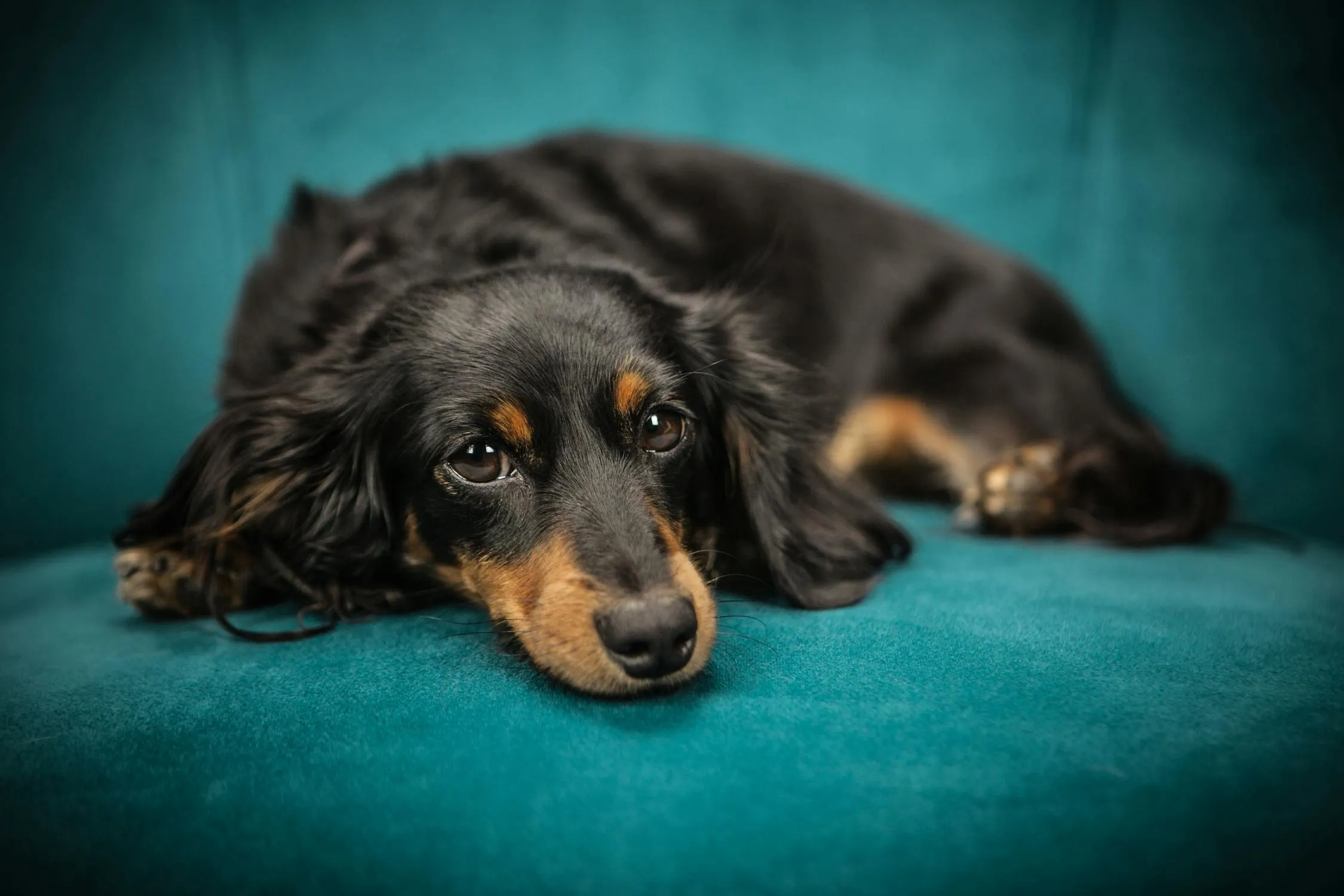 Black and Tan Puppy Resting on Teal Sofa with Sleepy Eyes