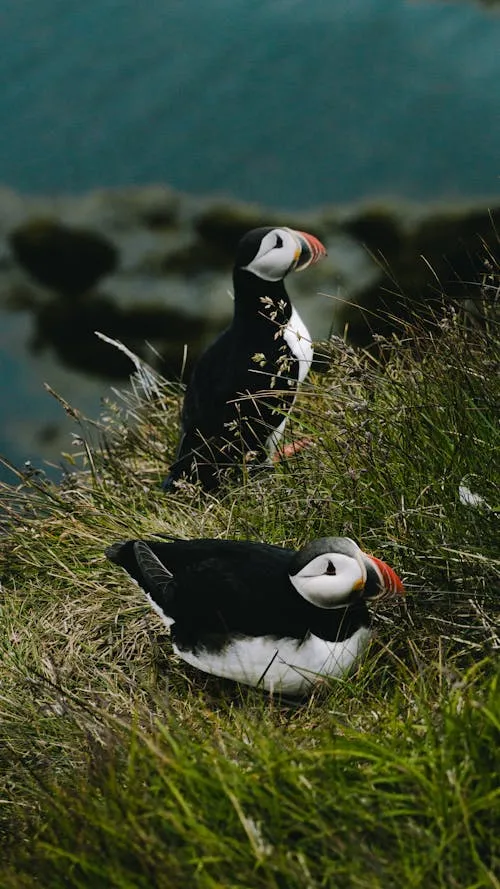 Black and White Bird Resting on a Tree Branch Wallpaper