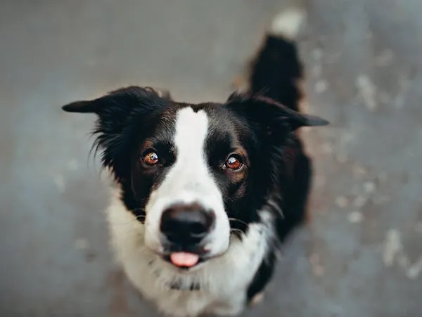 Black and White Border Collie Looking Directly at Camera