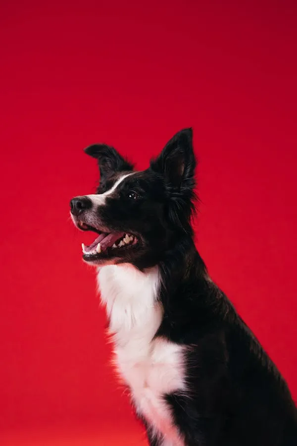 Black and White Border Collie Posing on Red Background