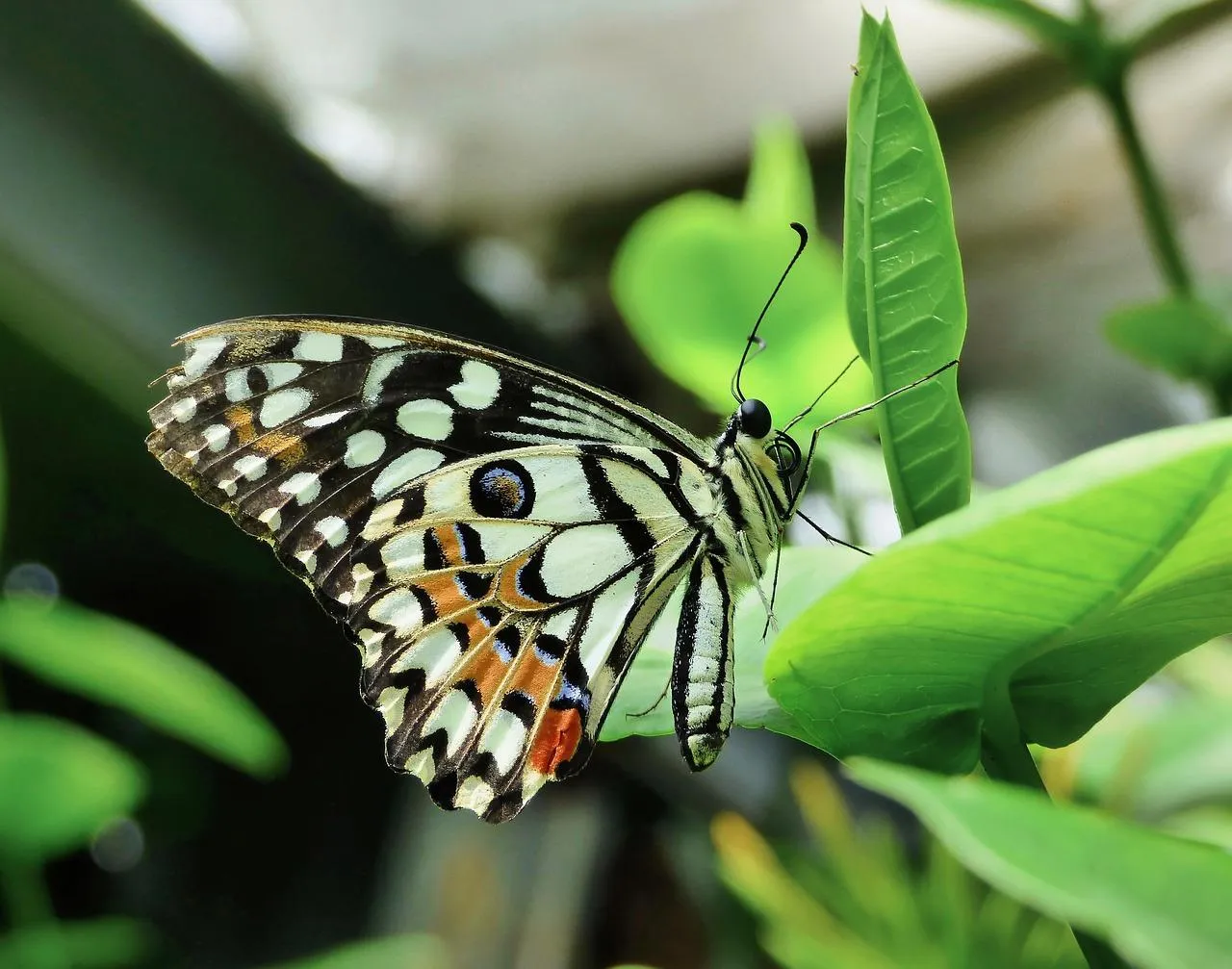 Black and White Butterfly Resting on Bright Green Leaf