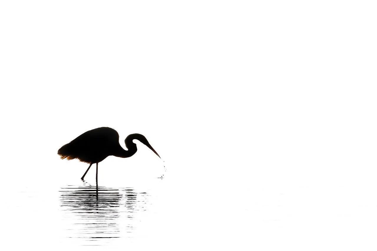 Black and White Cranes Flying Over Reflection Wallpaper