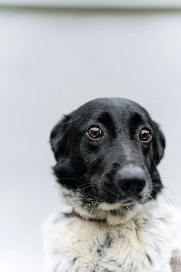 Black and White Dog Looking Curious with a Simple Backdrop