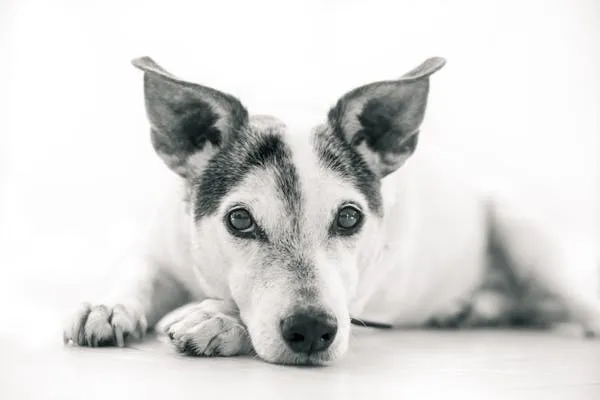 Black and White Dog Lying Down and Looking Straight Hd