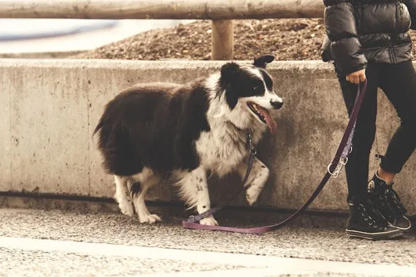 Black and White Dog on a Strap Walking with its Owner