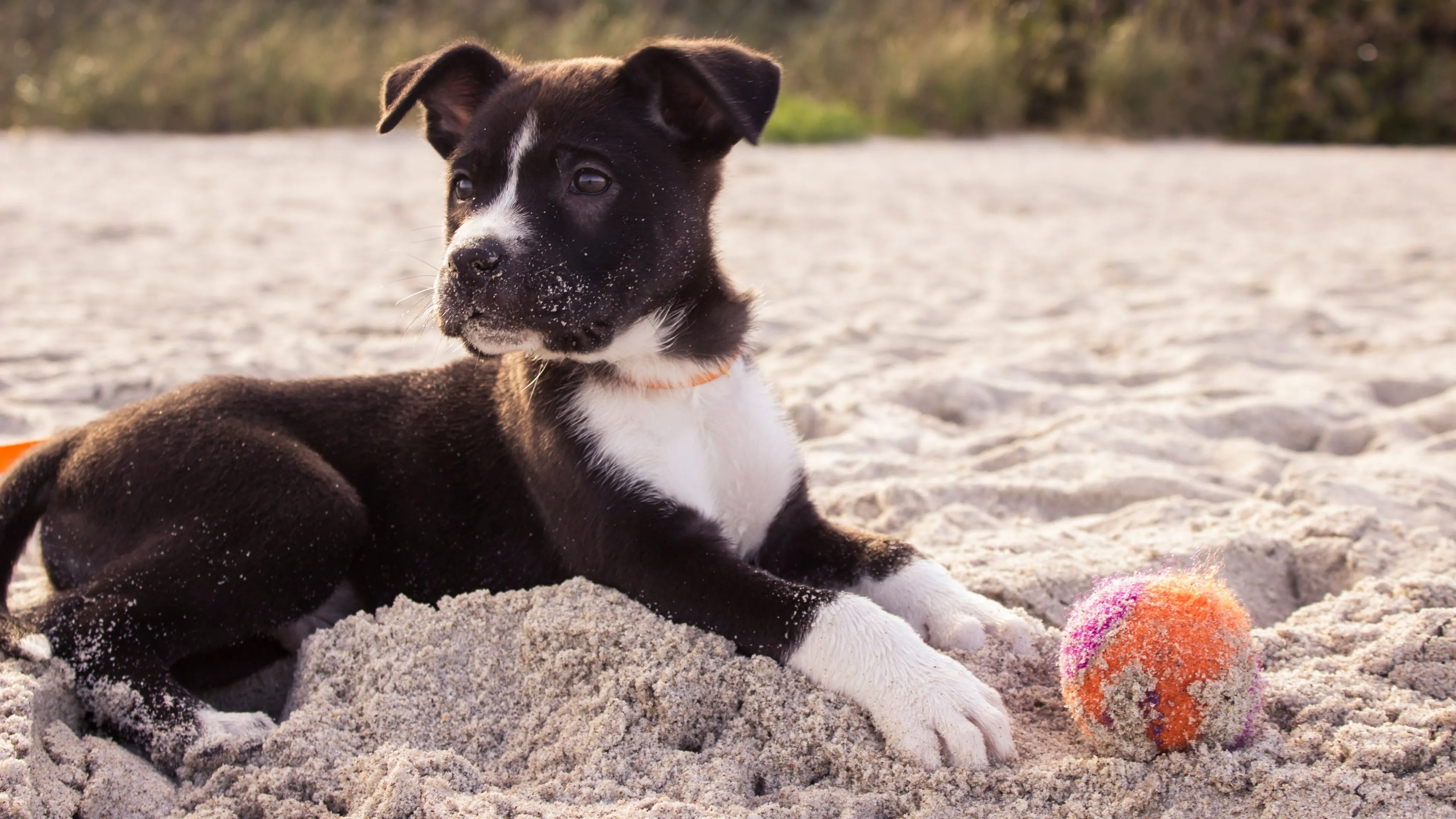 Black and White Dog Resting on Sand Next To Colourful Ball