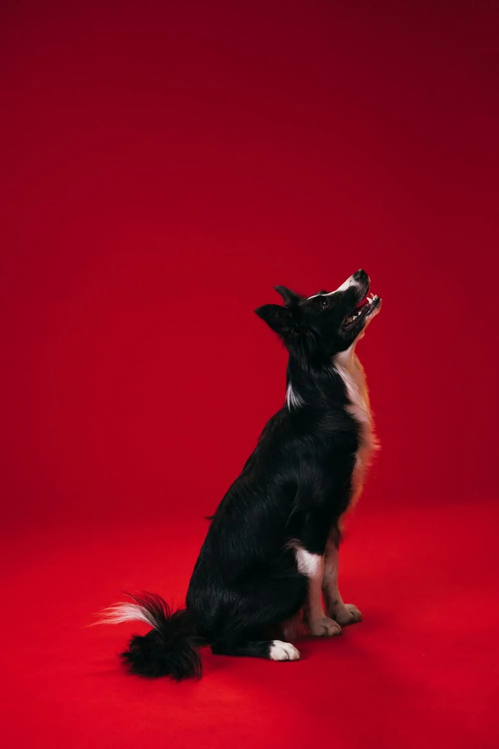 Black and White Dog Sitting Against a Red Background Hd Image
