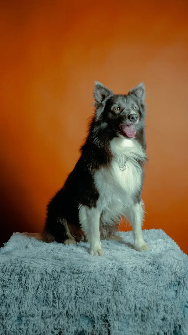 Black and White Dog Sitting Against Orange Background Hd