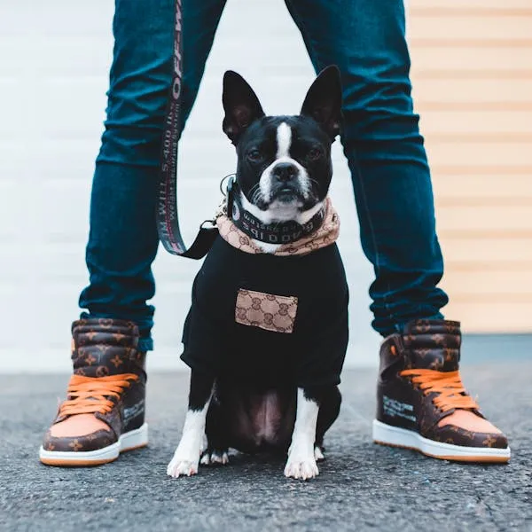 Black and White Dog Sitting Between Owners Legs Hd Image