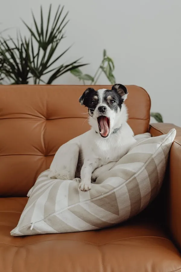 Black and White Dog Sitting on Couch Yawning with Pillow