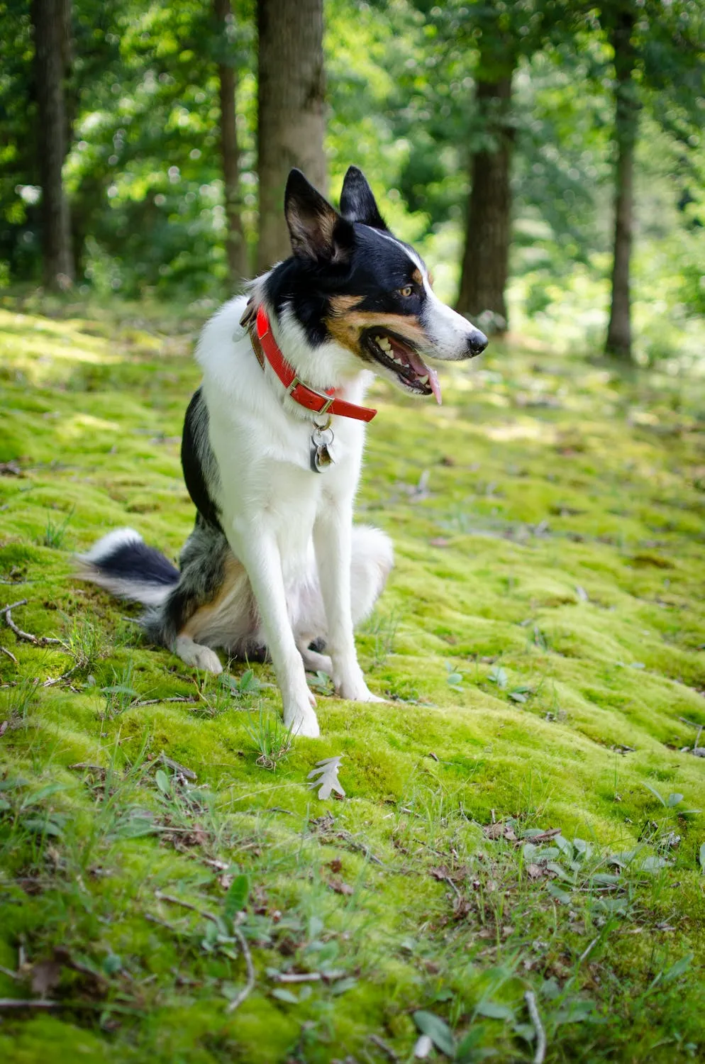 Black and White Dog Sitting on Moss in the Forest Hd Image
